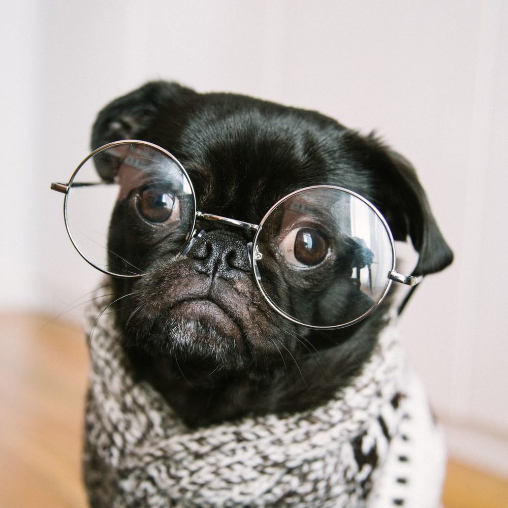 Carlin avec des lunettes Carlin avec des lunettes